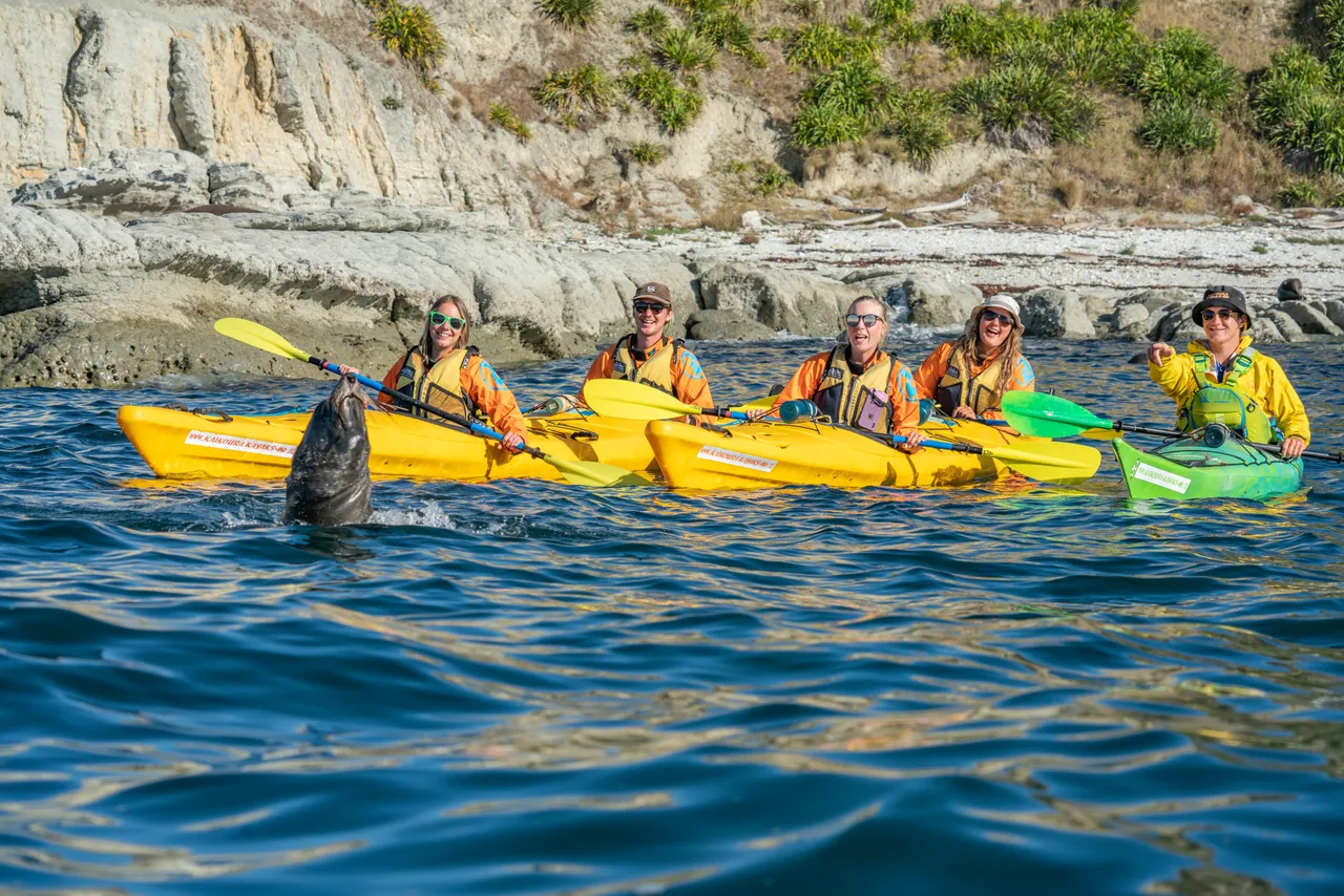 Kaikoura Kayaks with Seal