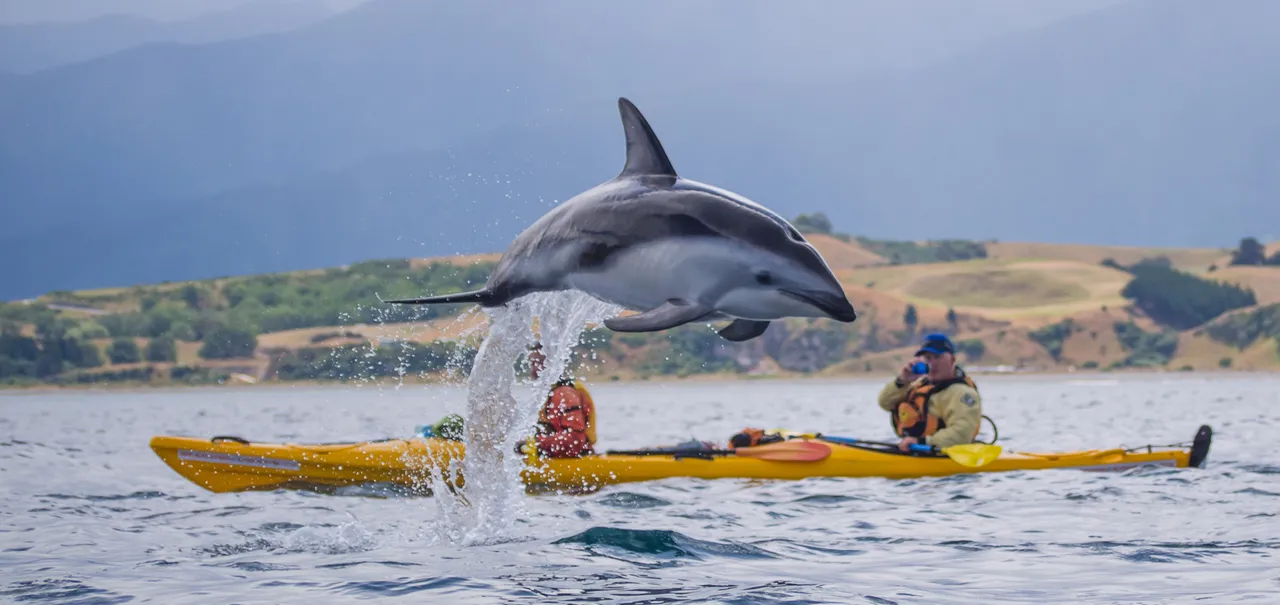 Kaikoura Kayaks, Dolphin!