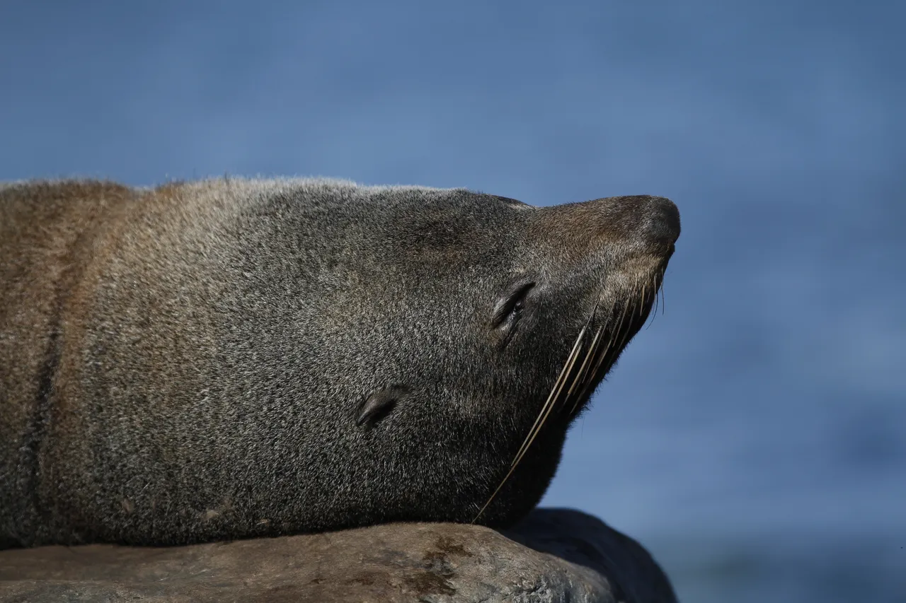 New Zealand Fur Seal