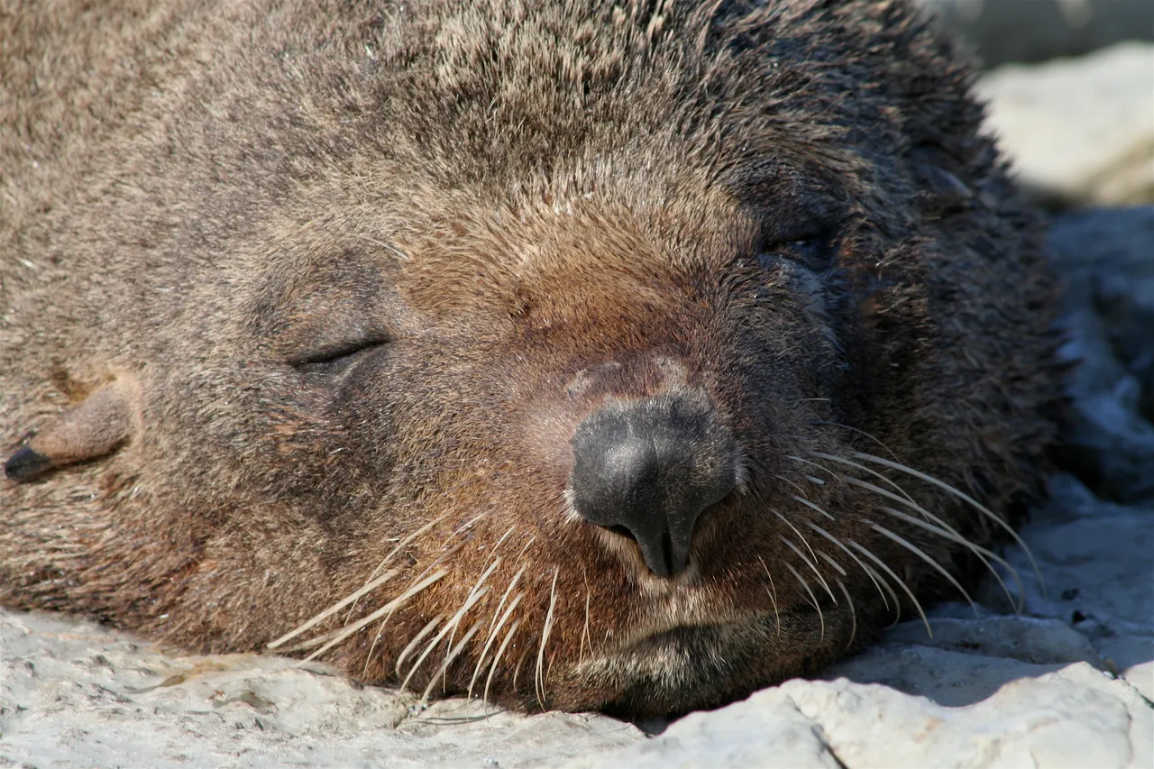 Sleeping Fur Seal