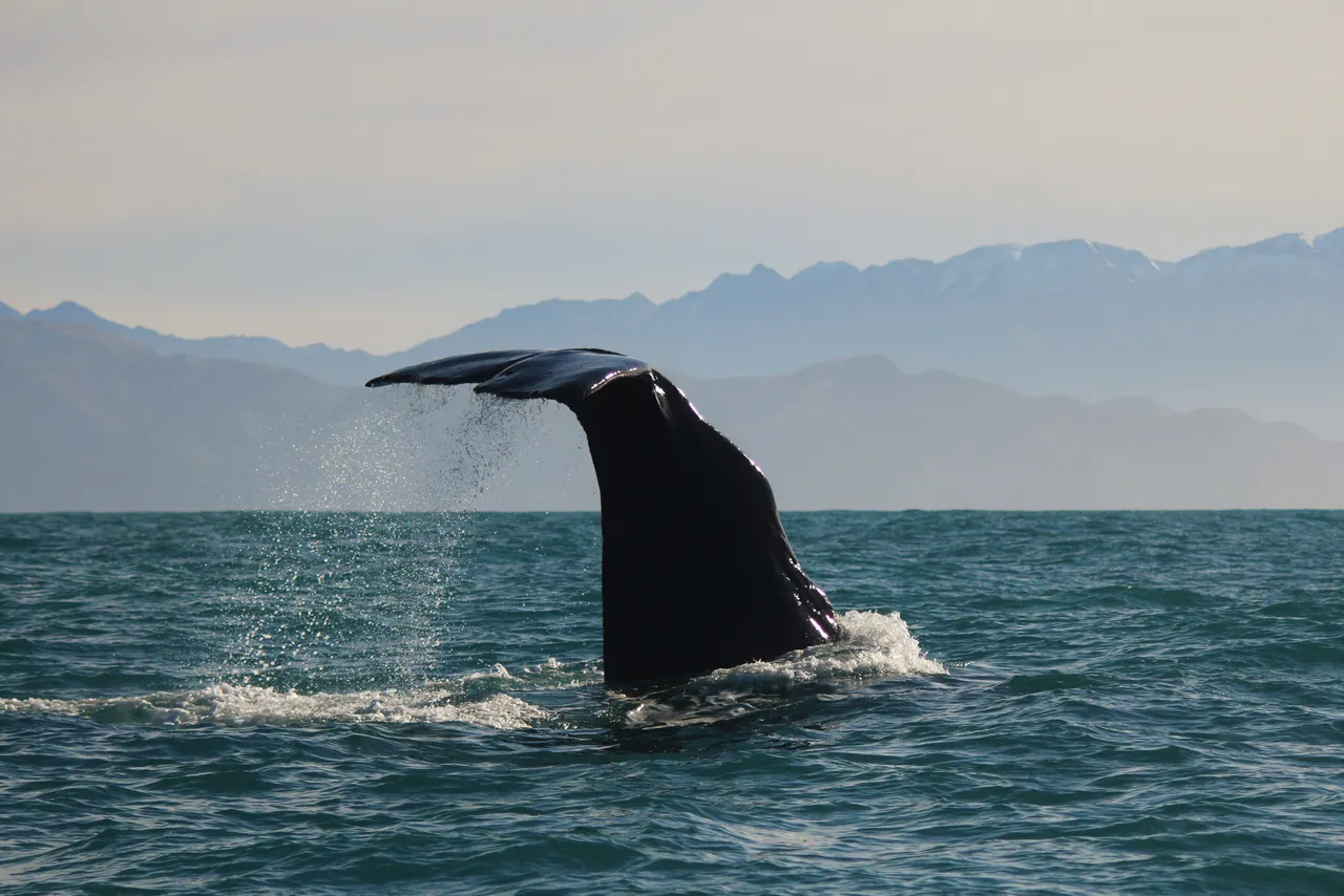Sperm whale diving