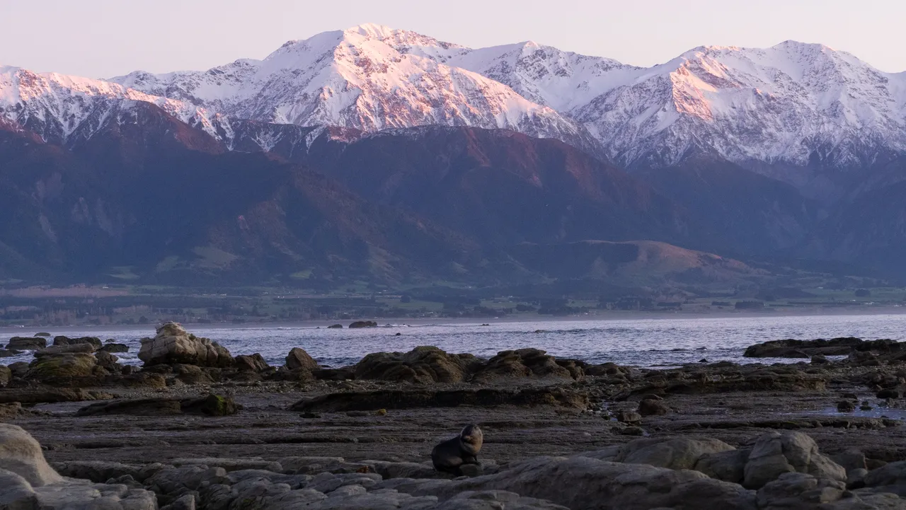 Seaward Ranges Seal & Mountains View