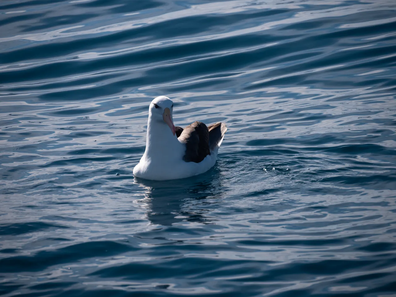 Albatross 2