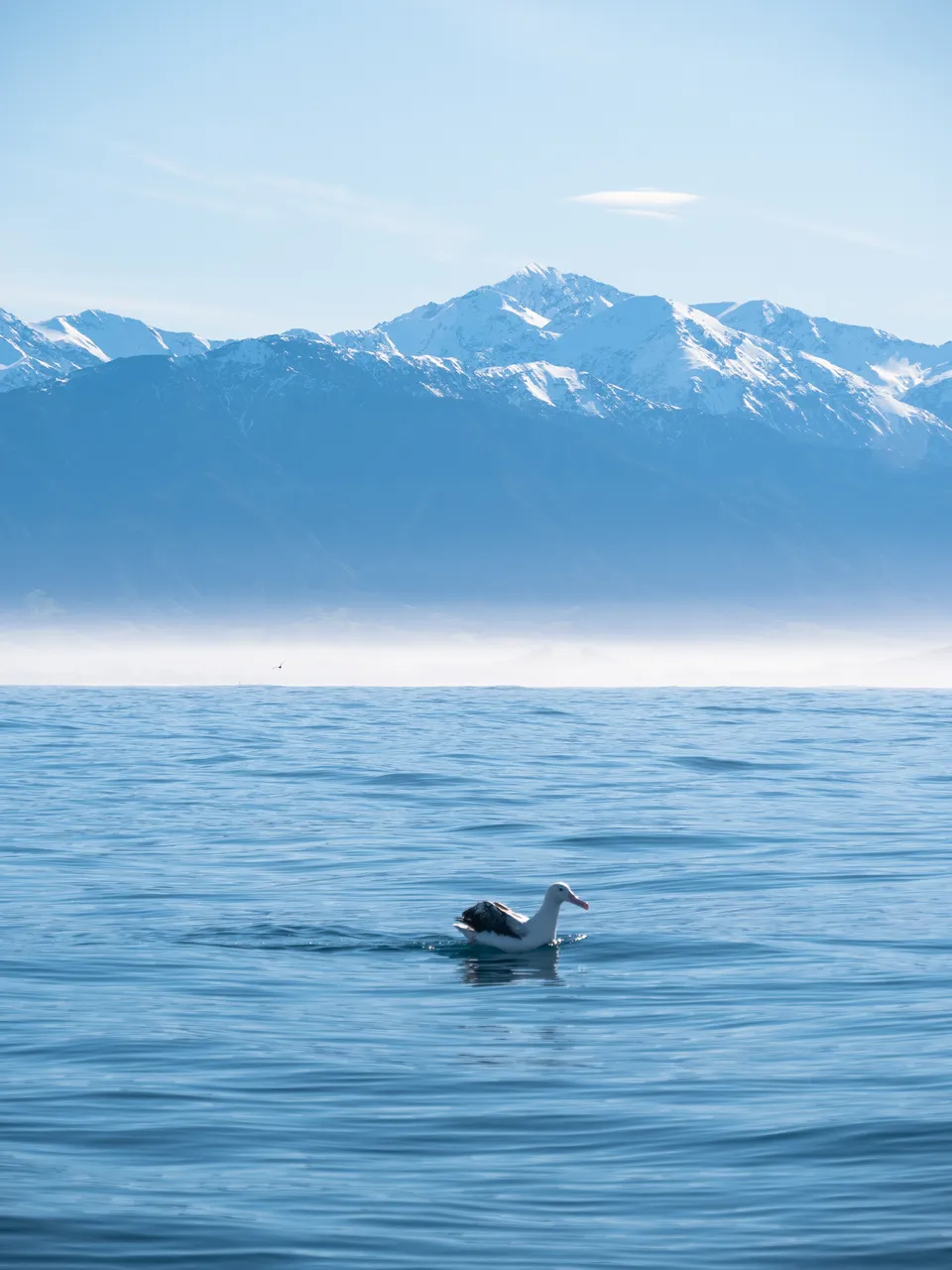 Albatross_Mountains