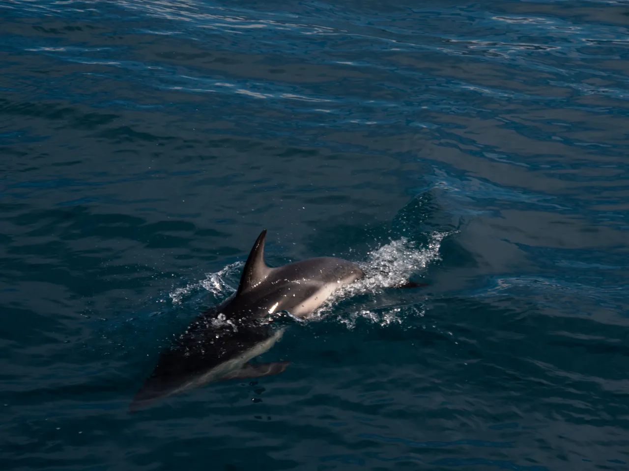 Dolphin Individual 1