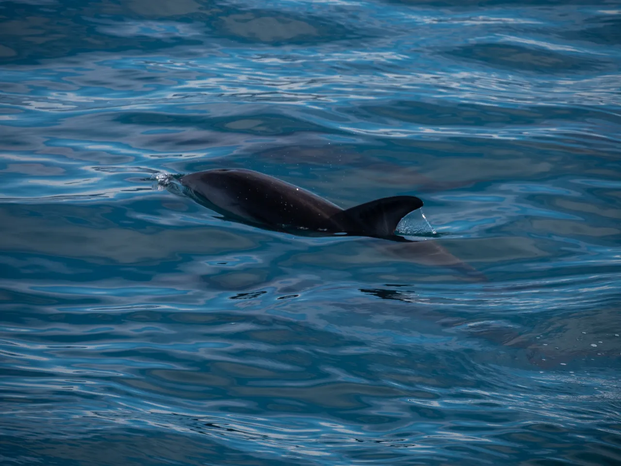 Dolphin individual