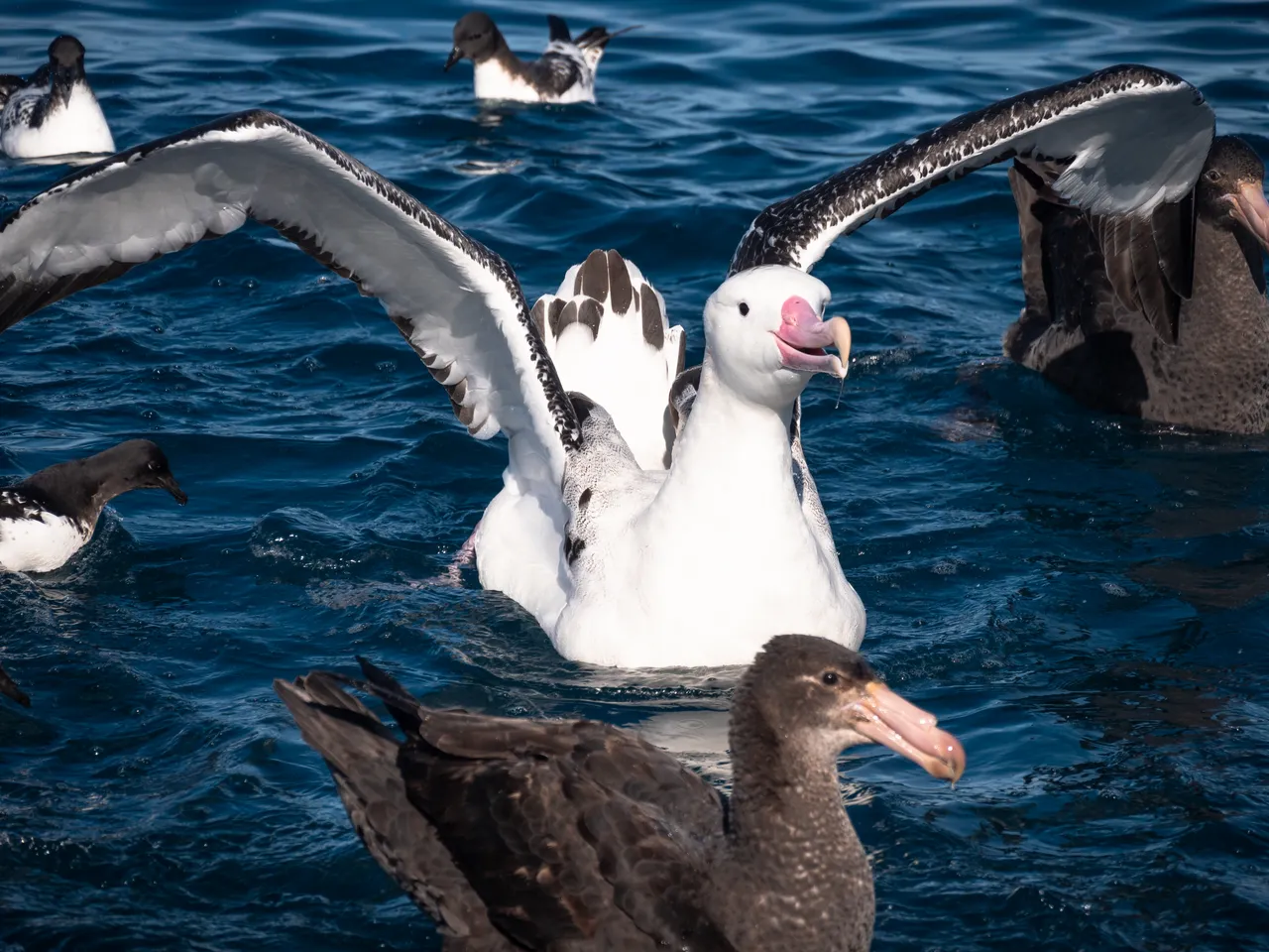 Albatross Wings Open