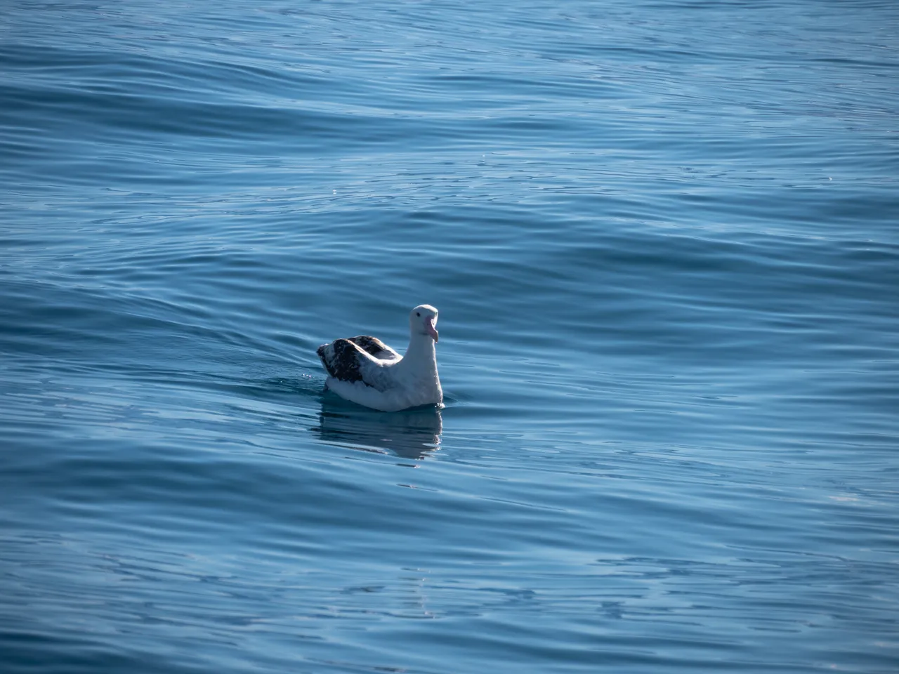 Albatross