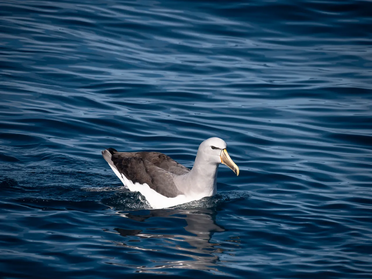 Albatross 3