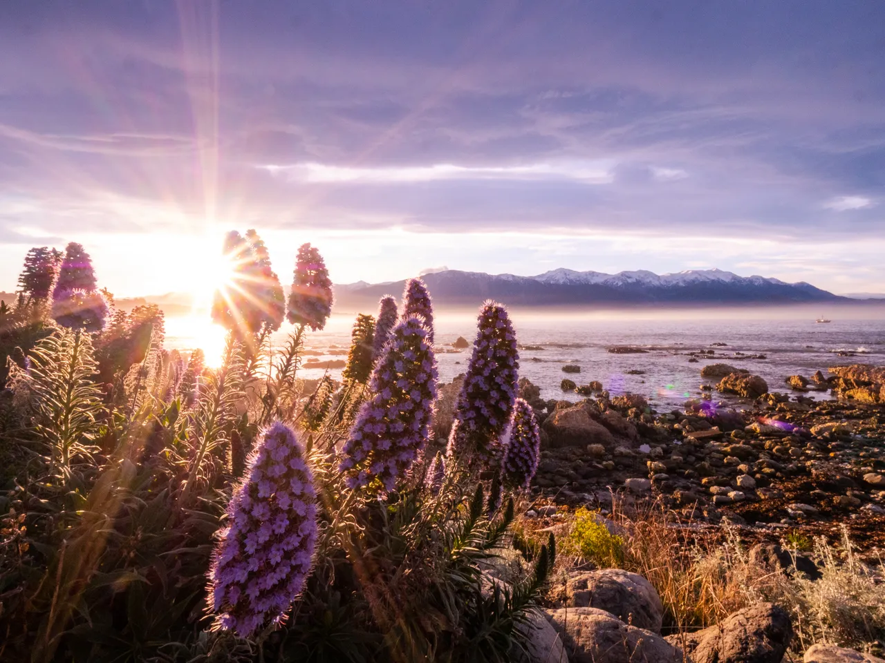 Scenic Sunset Lupins 3