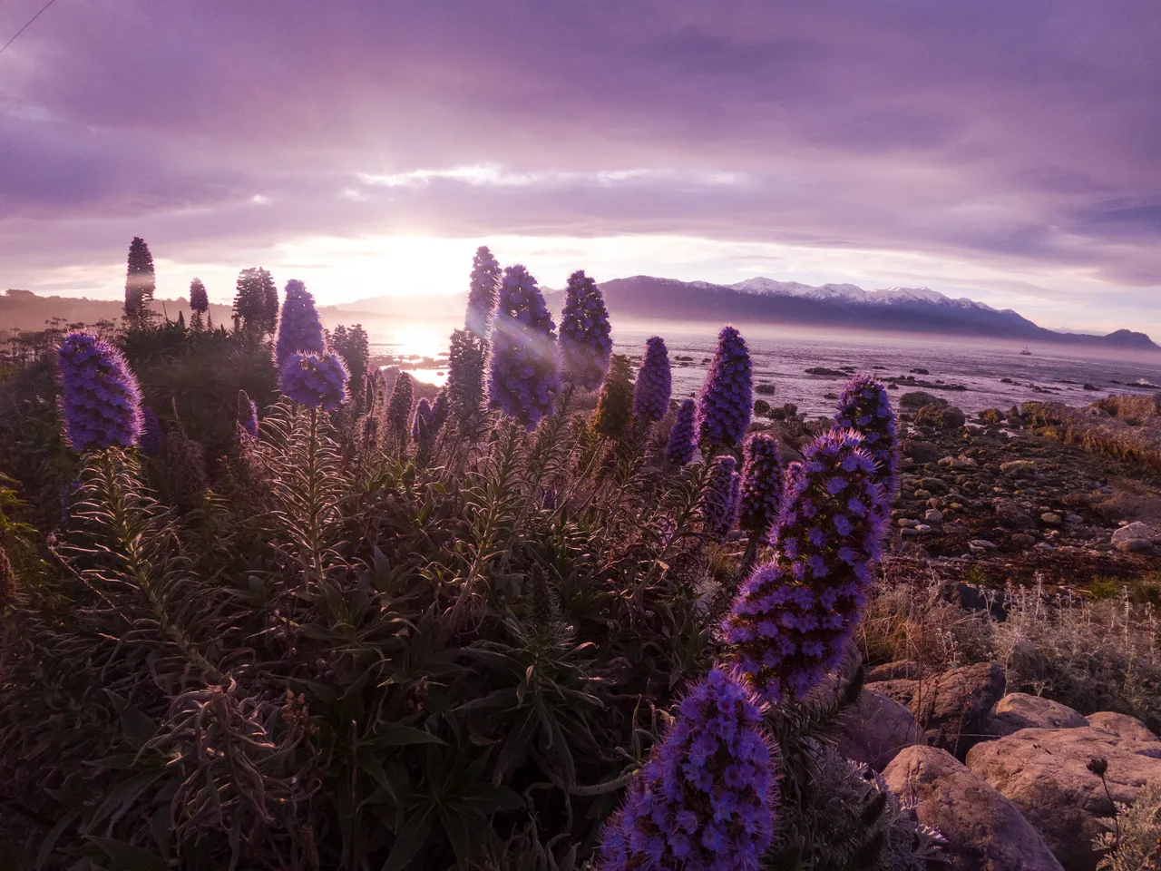 Scenic sunset lupins