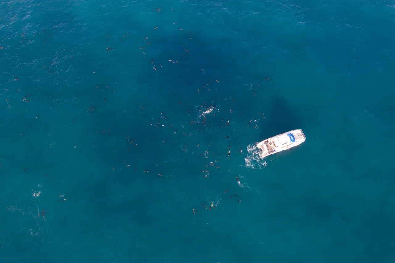 Dolphins Boat Sea