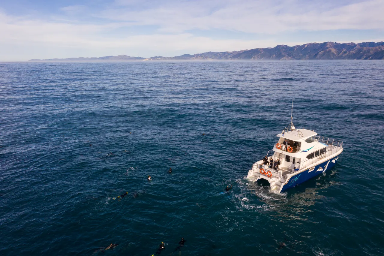Dolphin Encounter