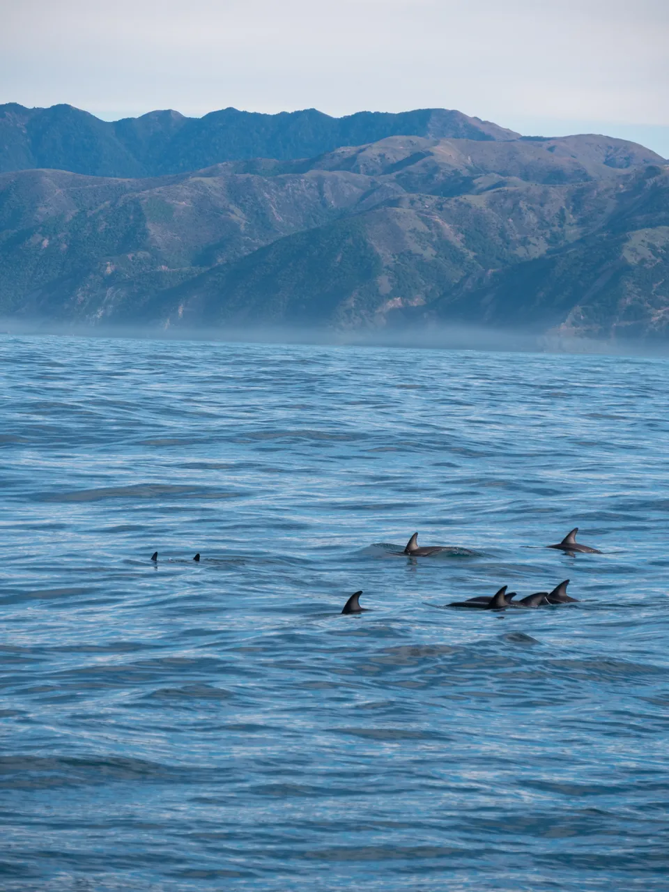 Dolphins Group Mountains