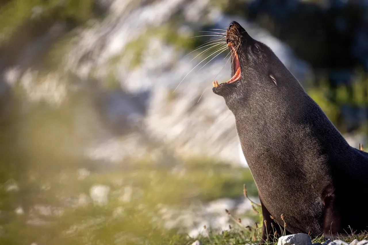 Kaikōura, Canterbury