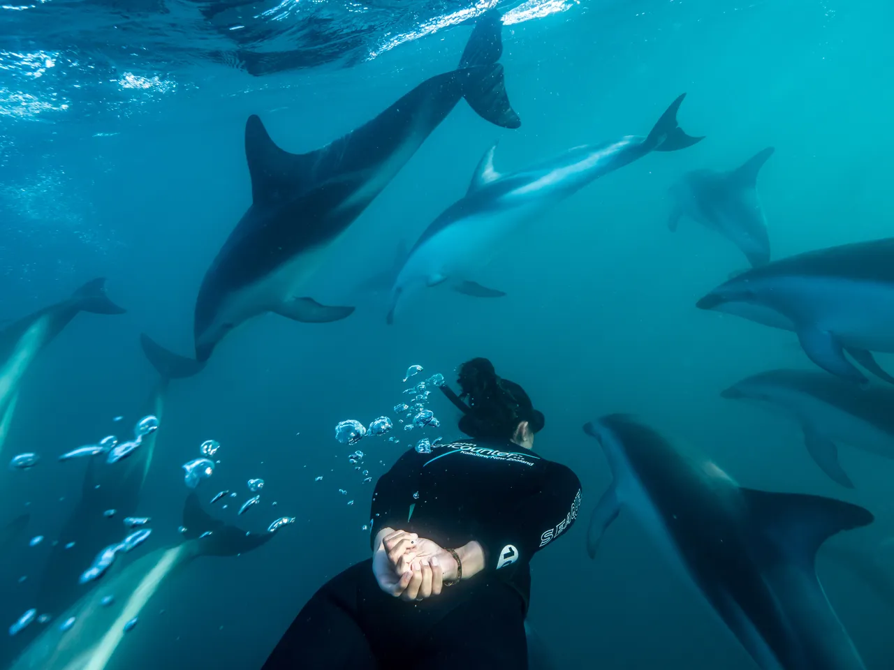 Dolphin Encounter