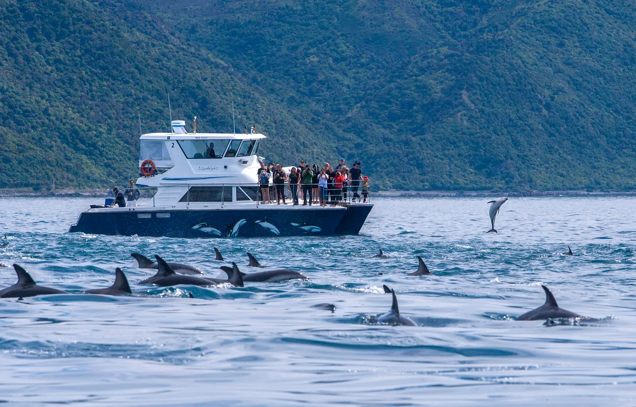 Dolphin Watching with Dolphin Encounter