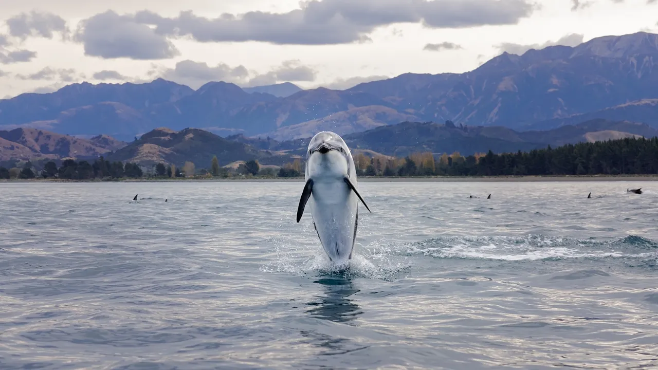 Dusky Dolphin