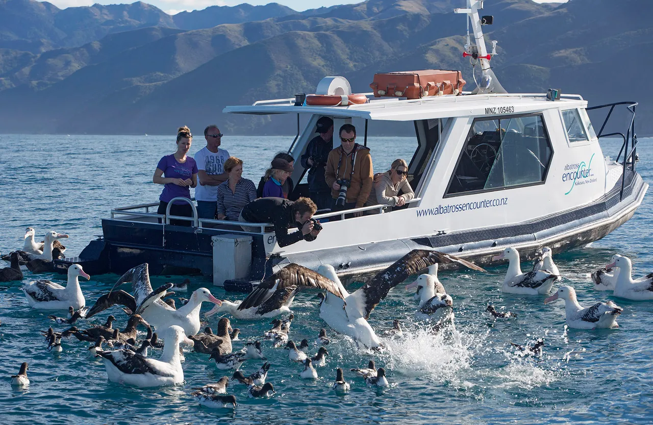 Albatross Encounter