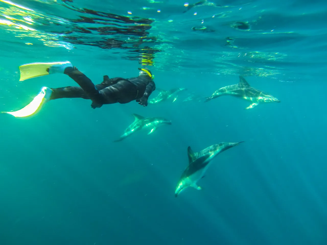 Dolphin swimming