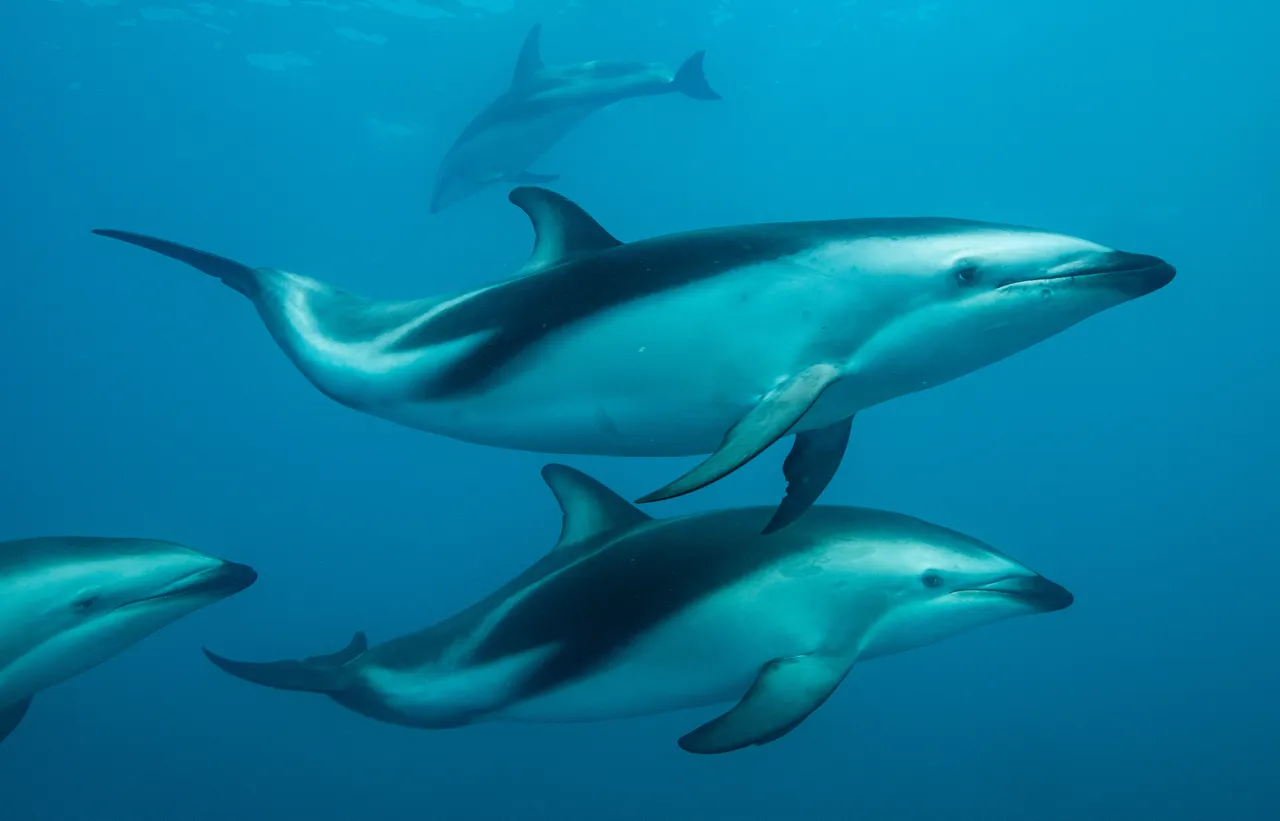 Dusky Dolphins