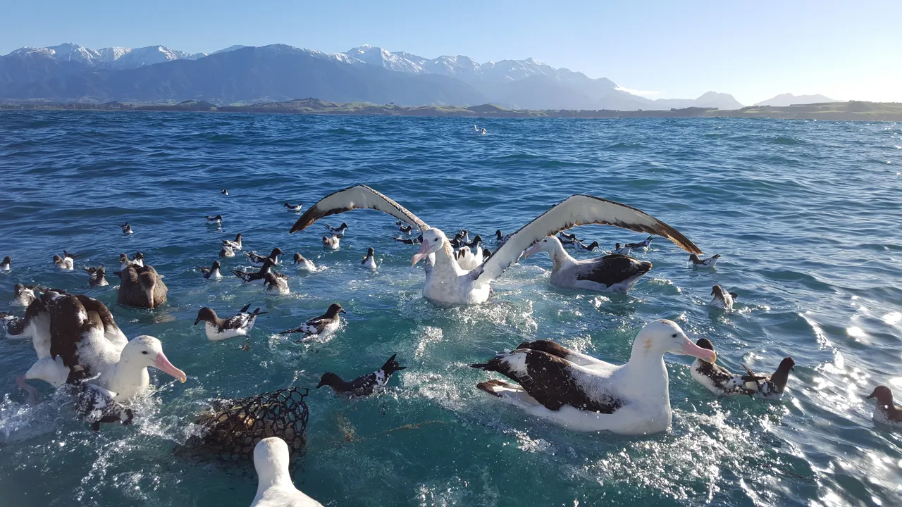 Albatross in water image Lisa Bond