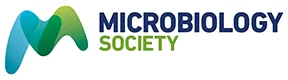In vitro synergy between manuka honey and amikacin against Mycobacterium abscessus complex shows potential for nebulisation therapy | Microbiology Society