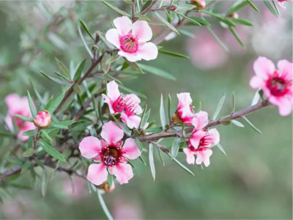 Studies on bioactivities of Manuka and regional varieties of honey for their potential use as natural antibiotic agents for infection control related to wound healing and in pharmaceutical formulations