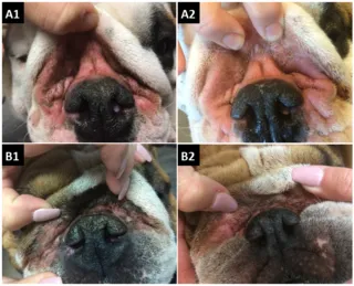 Medical honey for canine nasal intertrigo: A randomized, blinded, placebo-controlled, adaptive clinical trial to support antimicrobial stewardship in veterinary dermatology | PLOS ONE