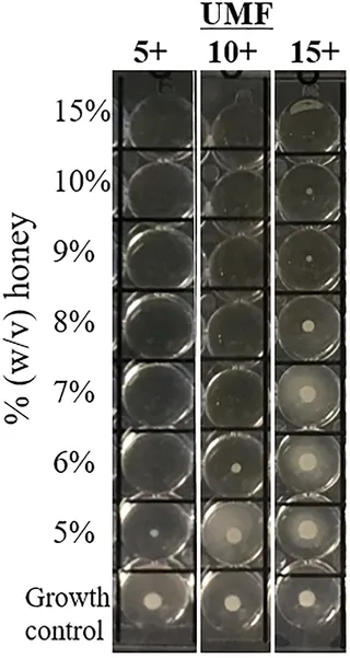 Antibacterial activity of varying UMF-graded Manuka honeys | PLOS ONE