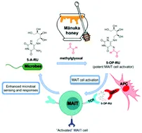  Mānuka honey-derived methylglyoxal enhances microbial sensing by mucosal-associated invariant T cells - Food & Function (RSC Publishing) 