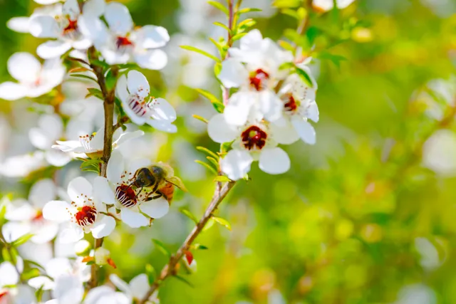Bee on Manuka Flower