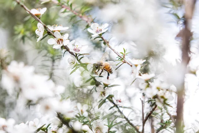 Bee on tree