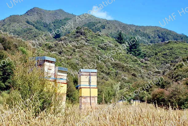 hives