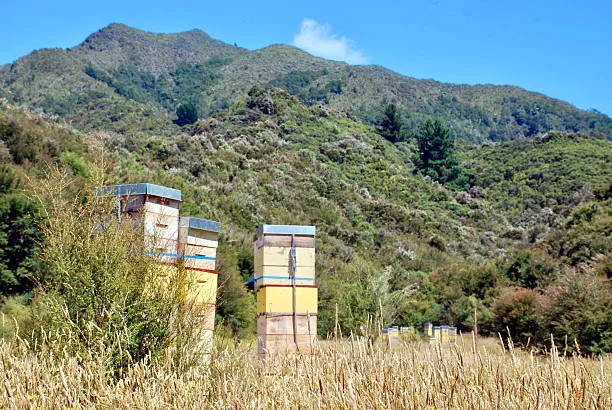hives