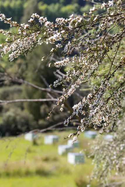 Wild Manuka