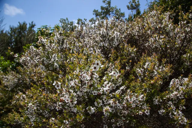 Manuka Tree