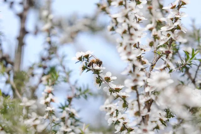 Bee on Flower
