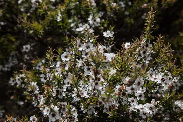 Manuka Bush