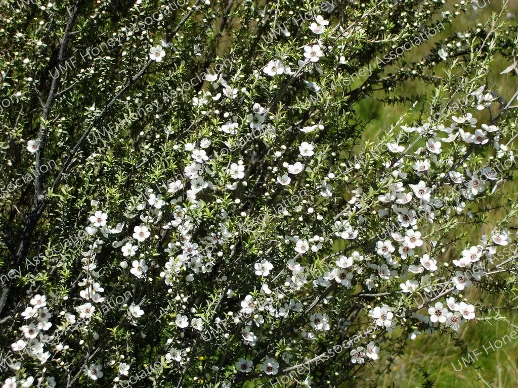 manuka-tree-flowering
