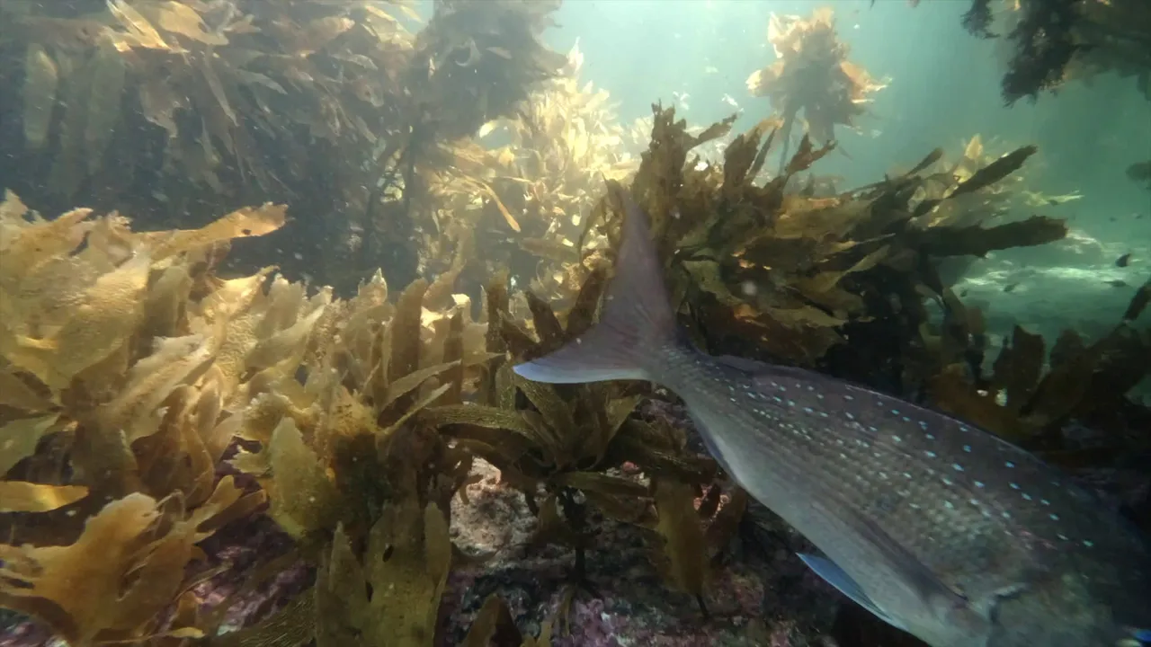 Project Kahurangi Visual Library - Ecosystem