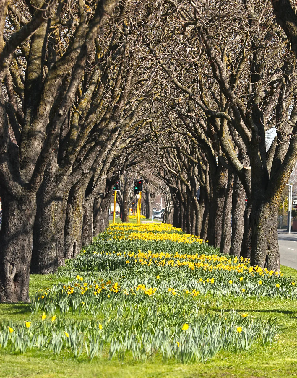 Hagley Park Spring Daffodil