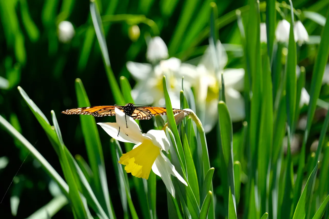 Daffodil and monarch
