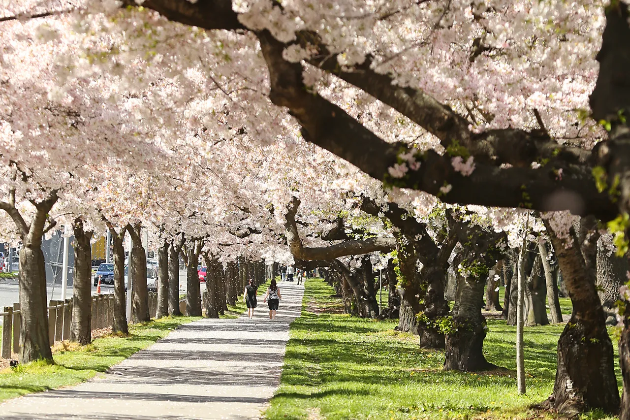 Hagley Park Spring Blossom