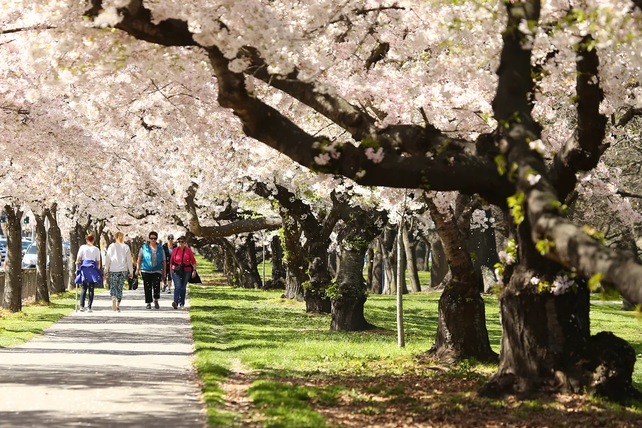 Hagley Park Spring Blossoms