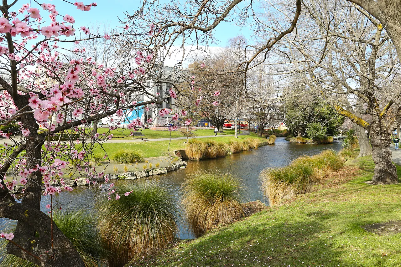 Hagley Park Spring Blossoms