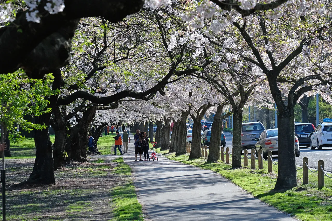 Hagley Park Blossoms
