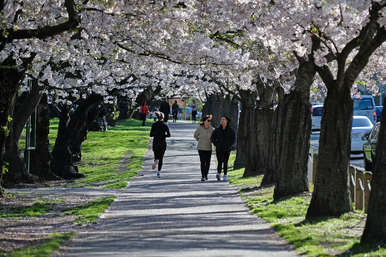 Women Walking Under the Blossoms at Hagley Park