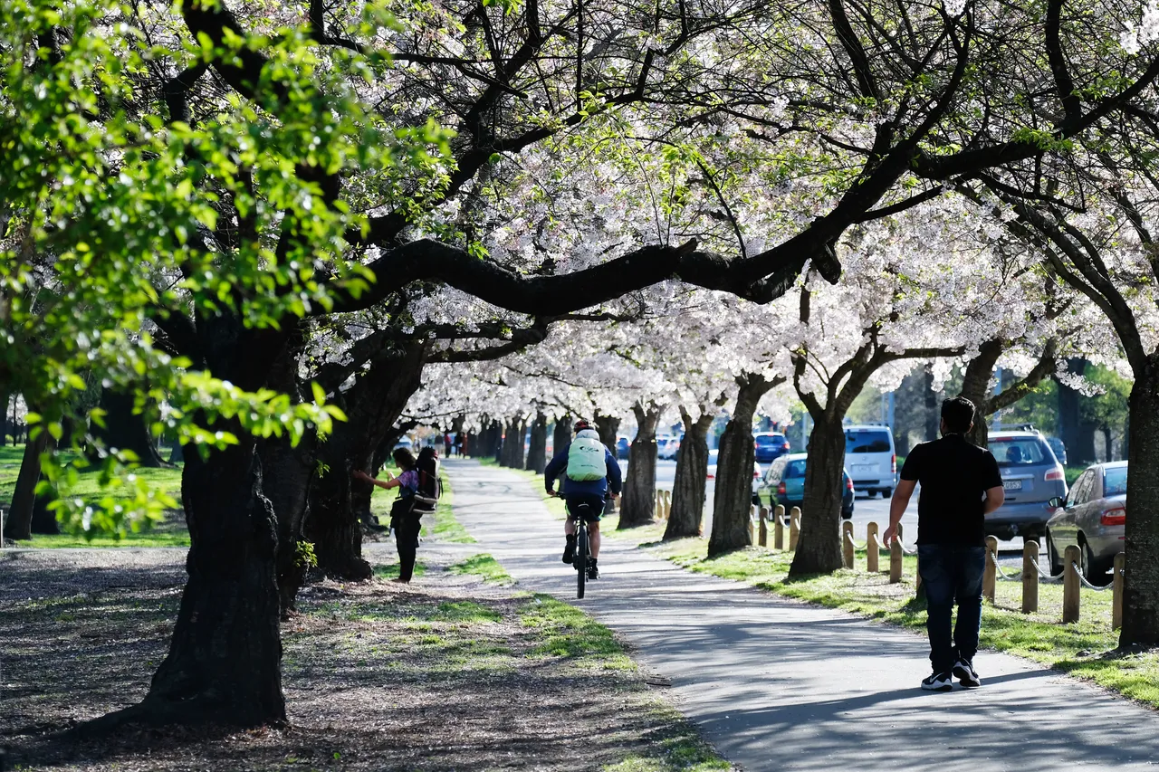 Cyclist Biking Under the Blossoms at Hagley Park