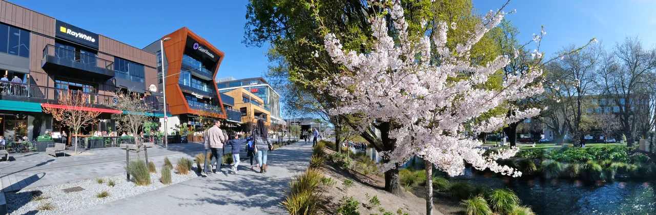 Blossom Tree Outside the Terrace